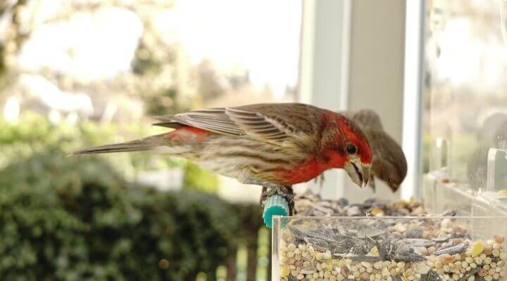 Bird on feeder Bird on feeder