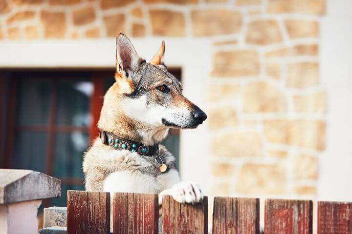 Dog behing fence Dog behing fence