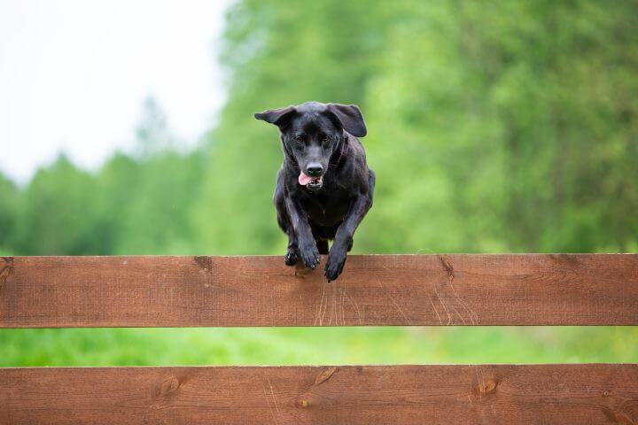 Dog jumping fence Dog jumping fence