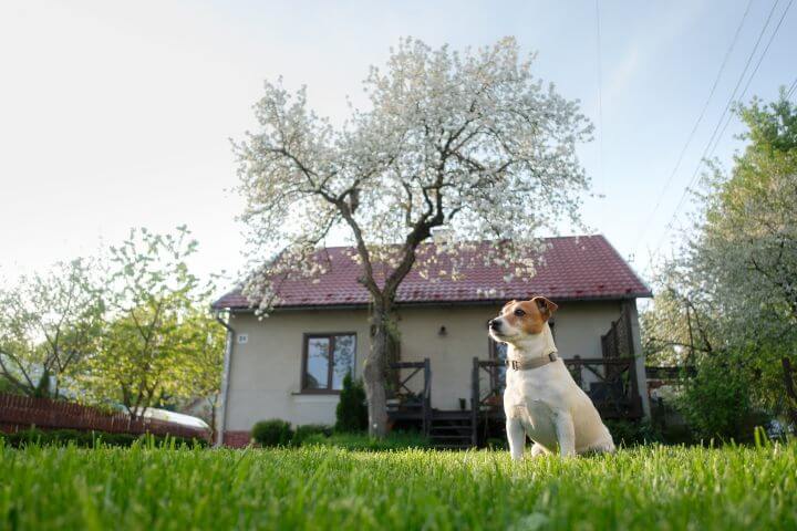 How to keep the neighbor's dog out of your yard How to keep the neighbor's dog out of your yard
