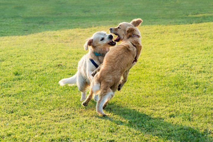 Protect your pets and keep the neighbor's dog out of your yard Protect your pets and keep the neighbor's dog out of your yard