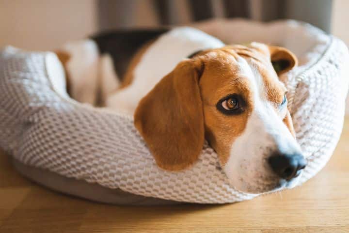 sad dog sad dog