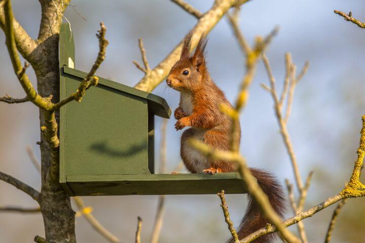 Squirrel on bird feeder Squirrel on bird feeder