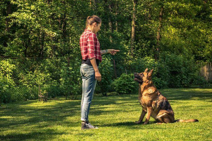 Training dog Training dog